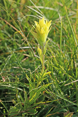 Castilleja cusickii
