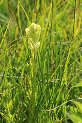 Castilleja cusickii