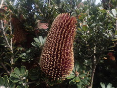 Banksia praemorsa
