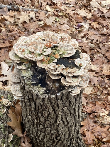 Gilled Polypore (Trametes betulina)