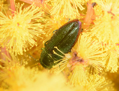 Melobasis obscurella