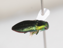 Melobasis obscurella