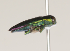 Melobasis obscurella