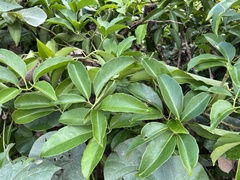 Tetrastigma pubinerve