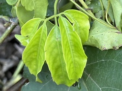 Tetrastigma pubinerve