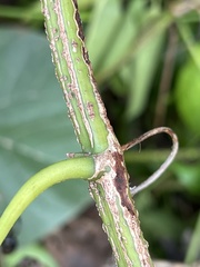 Tetrastigma pubinerve