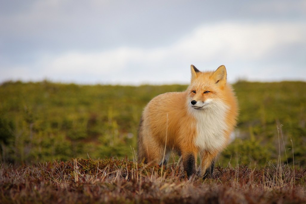 Zorro Común De Terranova (el Zorro Rojo: Subespecies) · Inaturalist