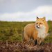 Insular Newfoundland Red Fox - Photo (c) Erica, some rights reserved (CC BY-NC), uploaded by Erica