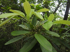 Daphniphyllum calycinum