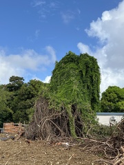 Tetrastigma pubinerve