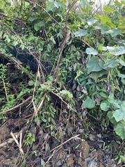 Tetrastigma pubinerve