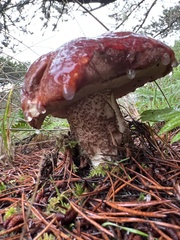 Leccinum ponderosum