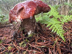 Leccinum ponderosum