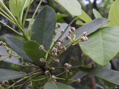 Daphniphyllum calycinum