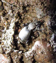 Cychrus caraboides