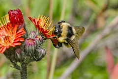 Bombus ternarius