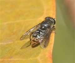 Asemosyrphus