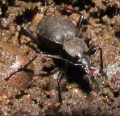 Cychrus caraboides