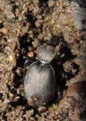 Cychrus caraboides