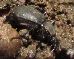 Cychrus caraboides