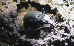 Cychrus caraboides