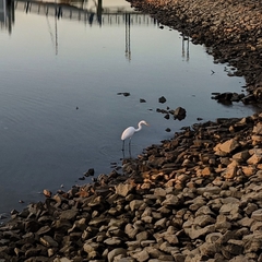 Ardea alba