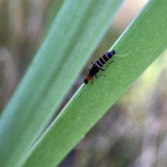 Carphurus angustatus