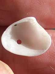 Transennella conradina