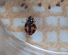 Coccinellidae