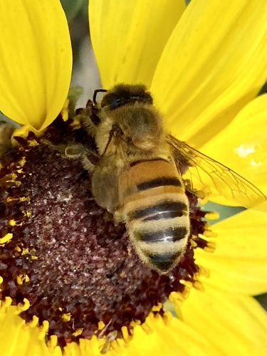 iNaturalist observation photo of Western Honey Bee