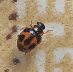Coccinellidae