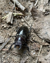 Lucanus