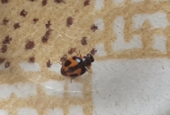 Coccinellidae
