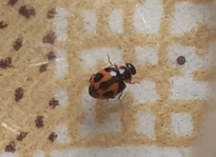 Coccinellidae