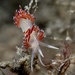 Yellowline Flabellina - Photo (c) caporali, some rights reserved (CC BY-NC), uploaded by caporali