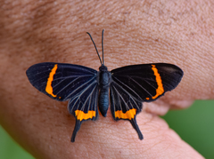 Barbicornis basilis mona