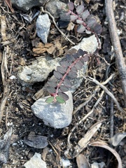 Euphorbia garberi