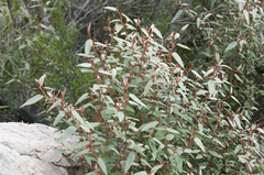 Lasiopetalum macrophyllum