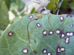 Enteucha basidactyla