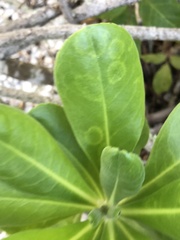 Cucumber mosaic virus
