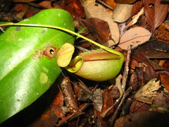 Nepenthes bicalcarata