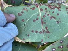 Enteucha basidactyla