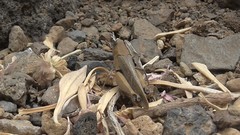 Calliptamus plebeius