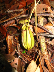 Nepenthes bicalcarata
