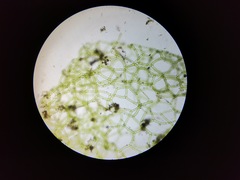 Hydrodictyon reticulatum