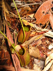 Nepenthes bicalcarata