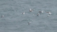 Larus michahellis atlantis