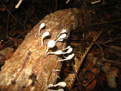Xylaria fockei