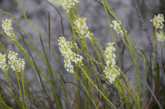 Stackhousia aspericocca