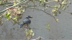 Cyanistes teneriffae teneriffae